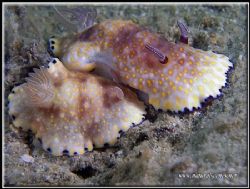 Underwater romance! "I love you" the little one is saying... by Yves Antoniazzo 